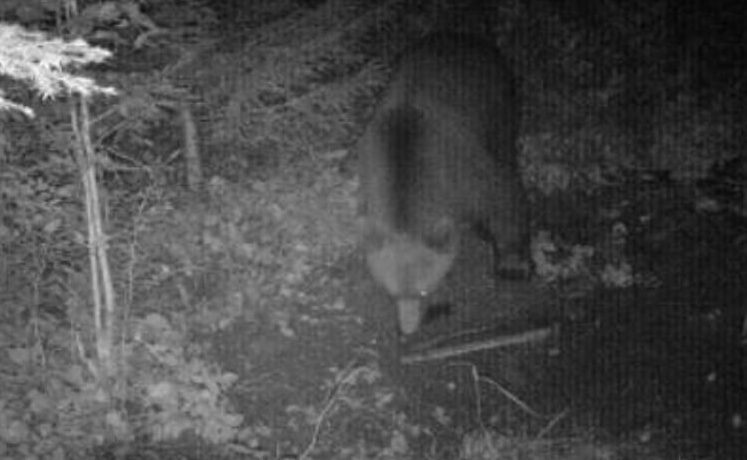 Niedźwiedź odwiedził Kąclową. Władze gminy ostrzegają mieszkańców